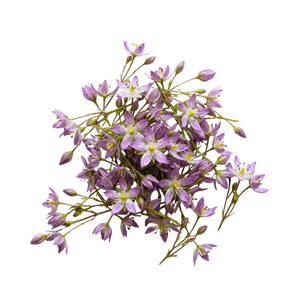 Swertia Japonica